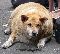 fat dog