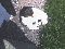 Nice Cat