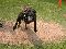 American Straffordshire Terrier