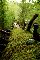 fallen tree